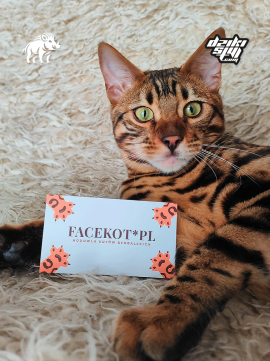 Wizytówki klasyczne - Zdjęcie produktu7.png